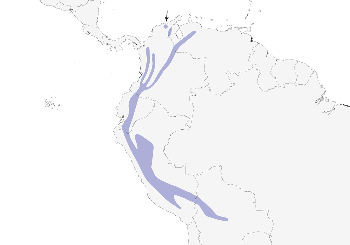Mirlo Acuático Gorriblanco, Distribución 1