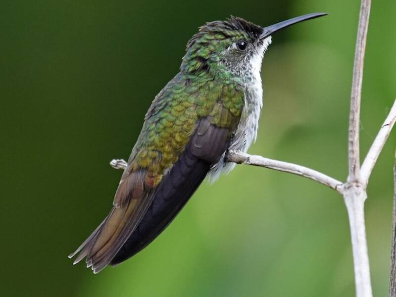 Esmeralda Pechiblanca