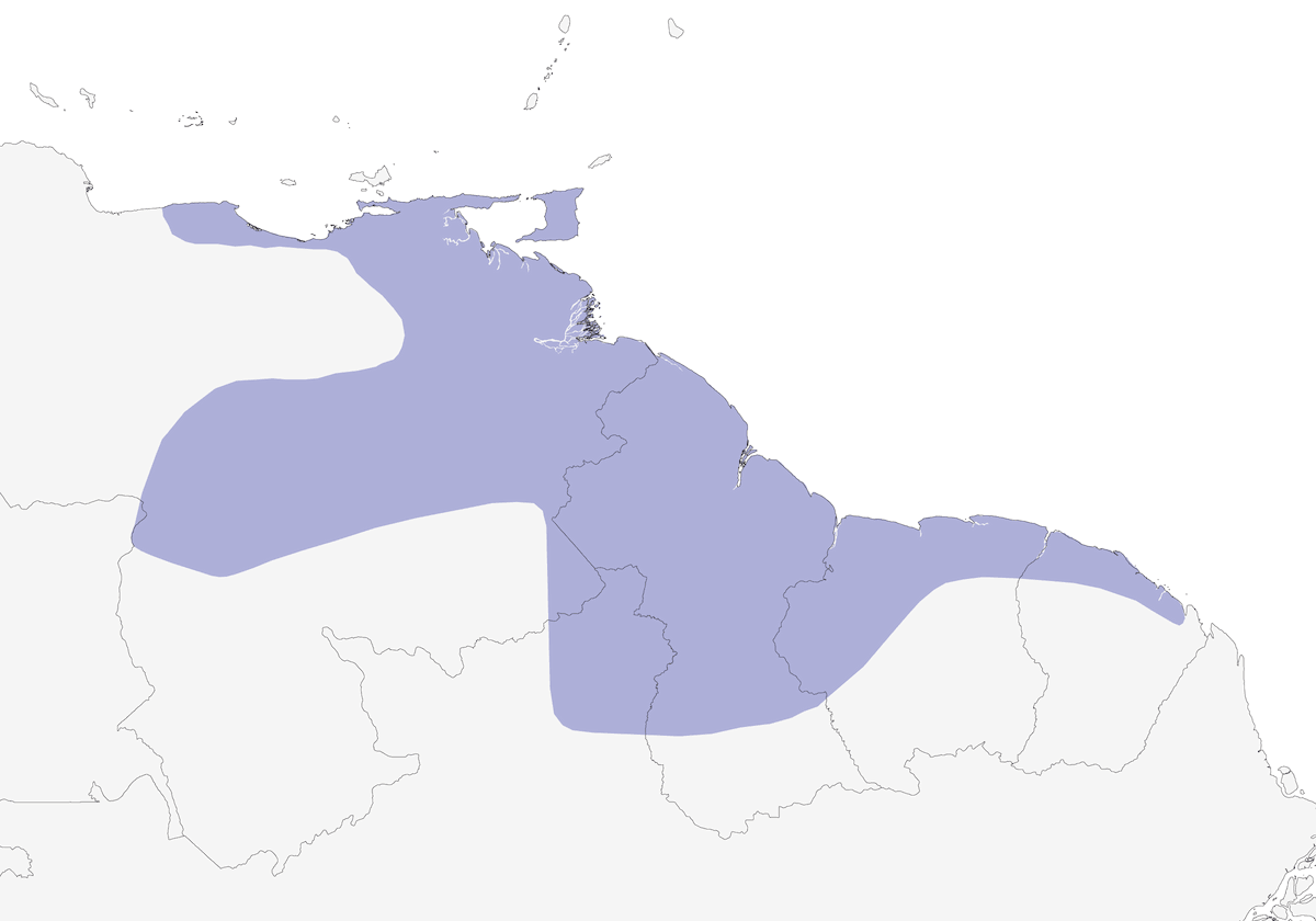 Esmeralda Pechiblanca, Distribución 1