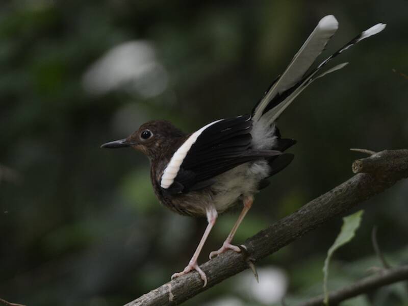 White-crowned Forktail (Enicurus leschenaulti)