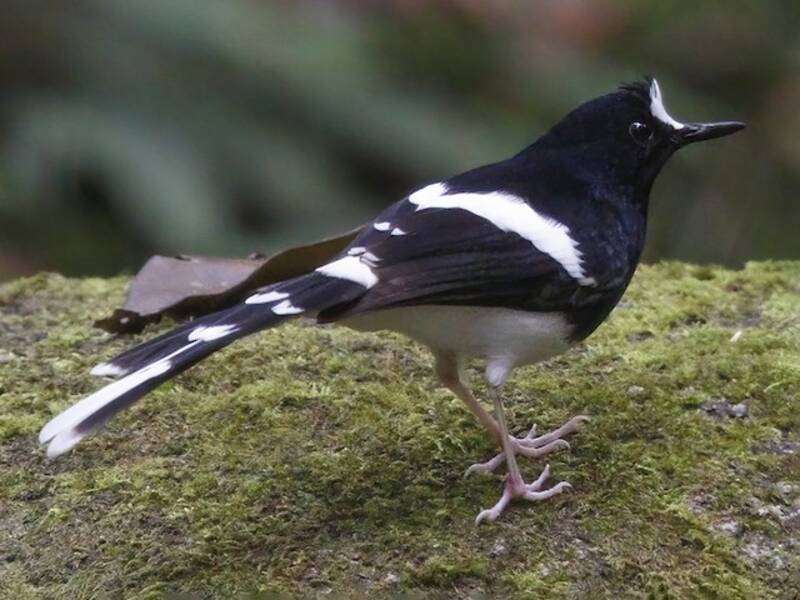 Enicuro de Borneo