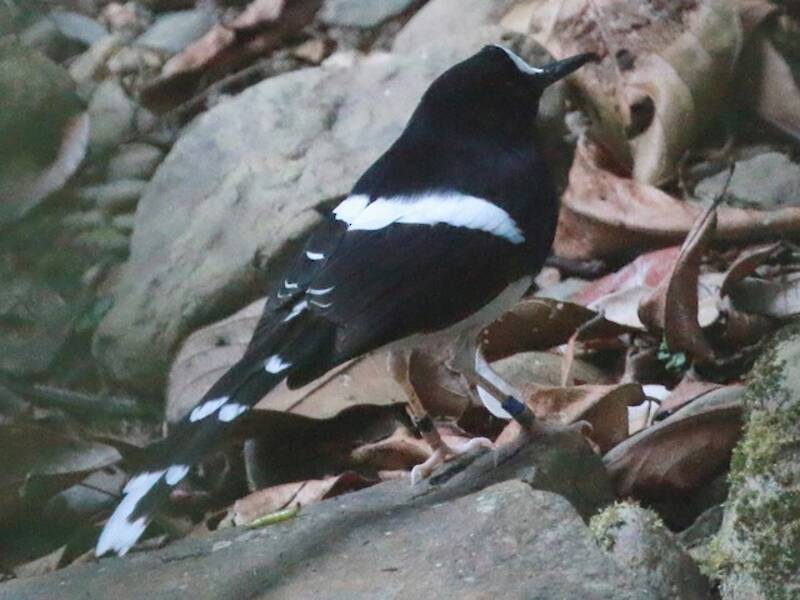 Enicuro de Borneo, Fotos 3