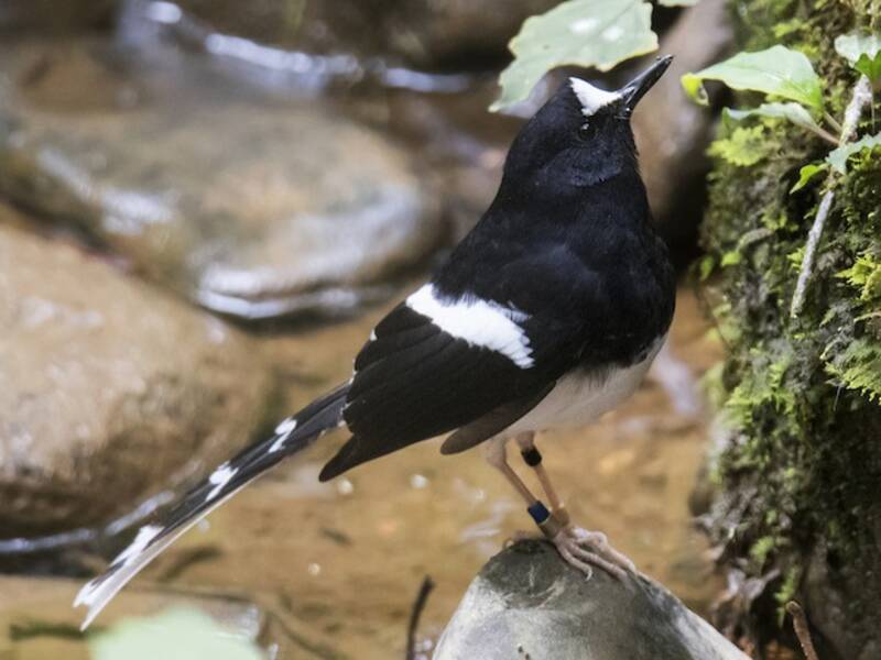 Enicuro de Borneo, Fotos 2