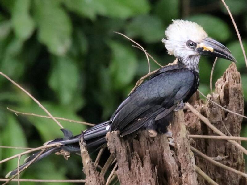 Western Long-tailed Hornbill, 照片 3