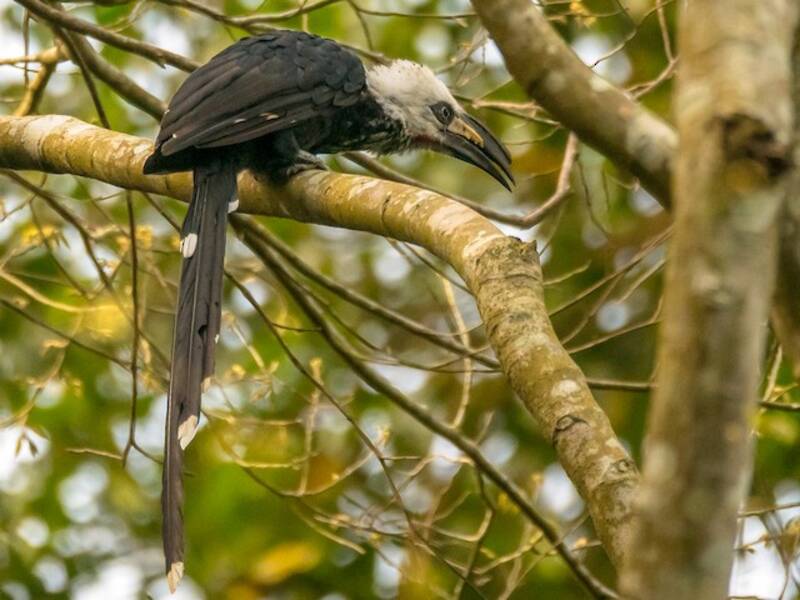 Western Long-tailed Hornbill, 照片 4