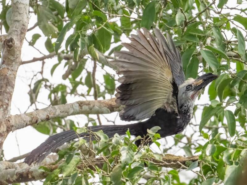 Western Long-tailed Hornbill