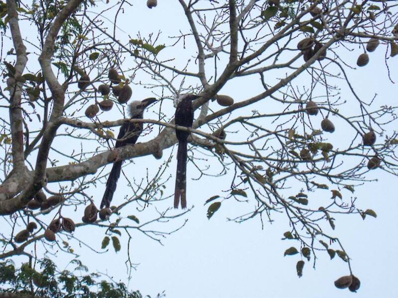 Western Long-tailed Hornbill, 照片 2