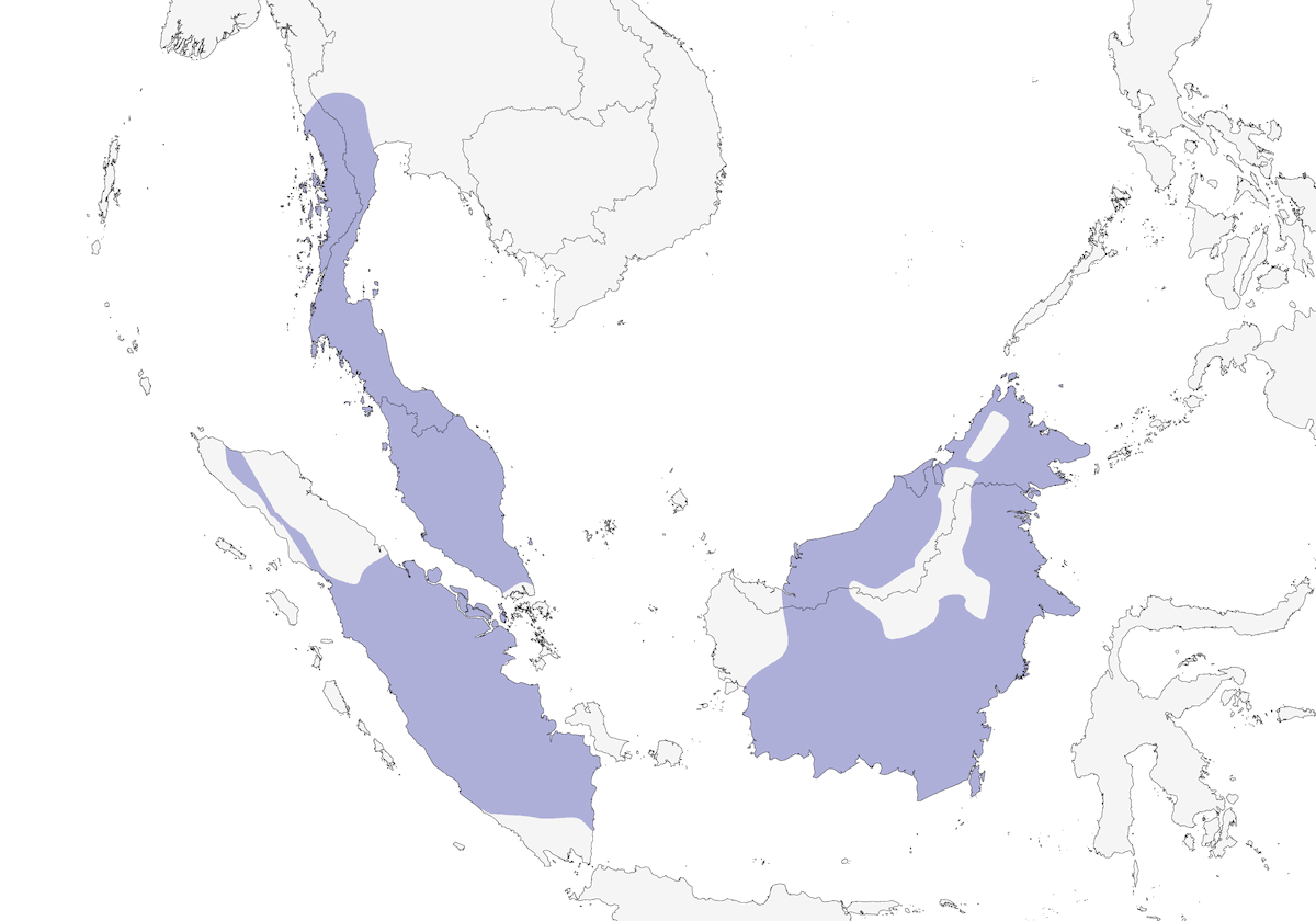 Bucero dalla corona bianca, Distribuzione 1