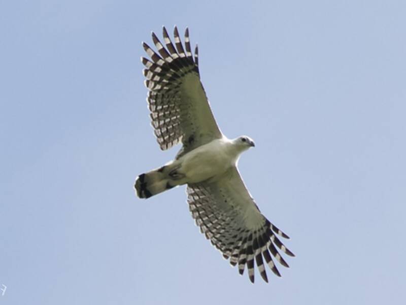 White-collared Kite, 照片 2