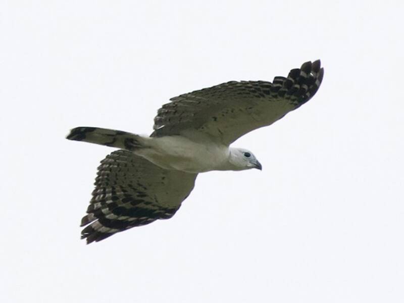 White-collared Kite, 照片 3