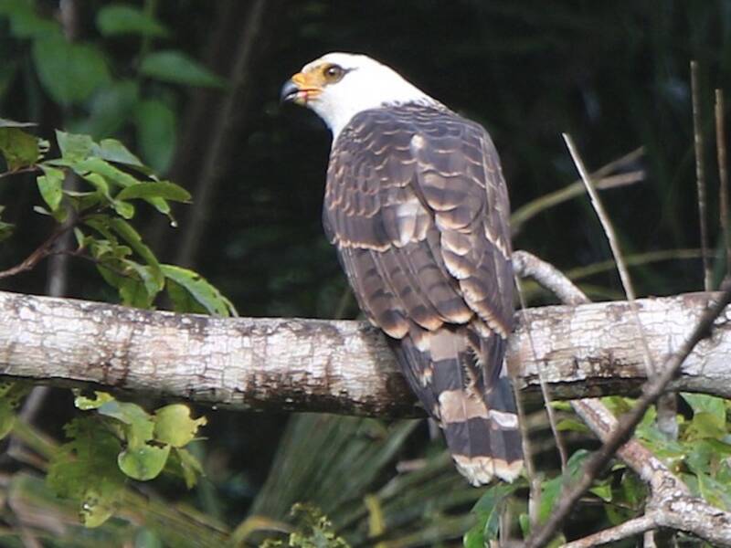 White-collared Kite, 照片 4