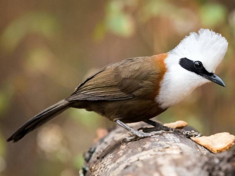 White-crested Laughingthrush, 照片 3