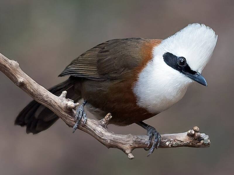 White-crested Laughingthrush