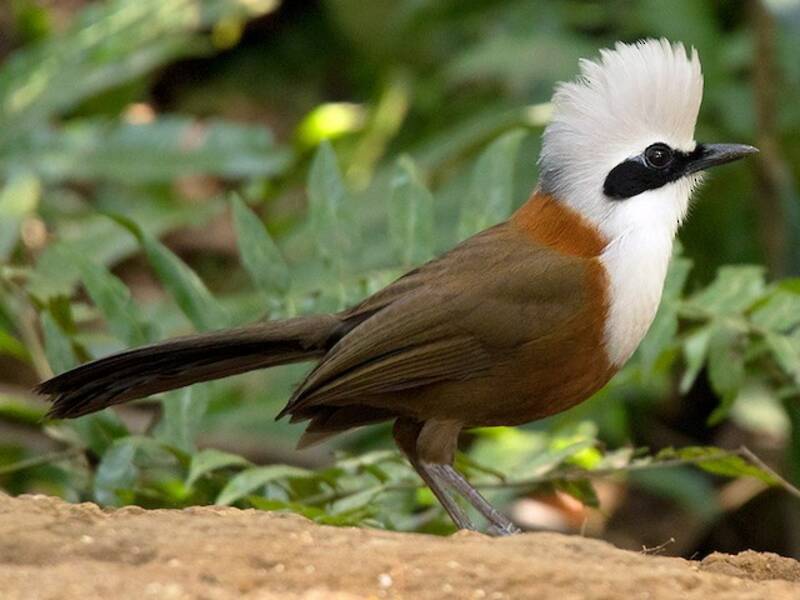 White-crested Laughingthrush, 照片 2