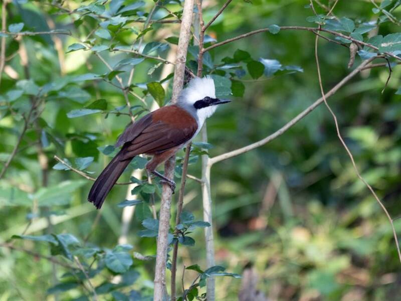 White-crested Laughingthrush, 照片 4