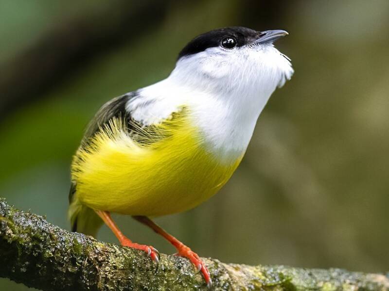 White-collared Manakin