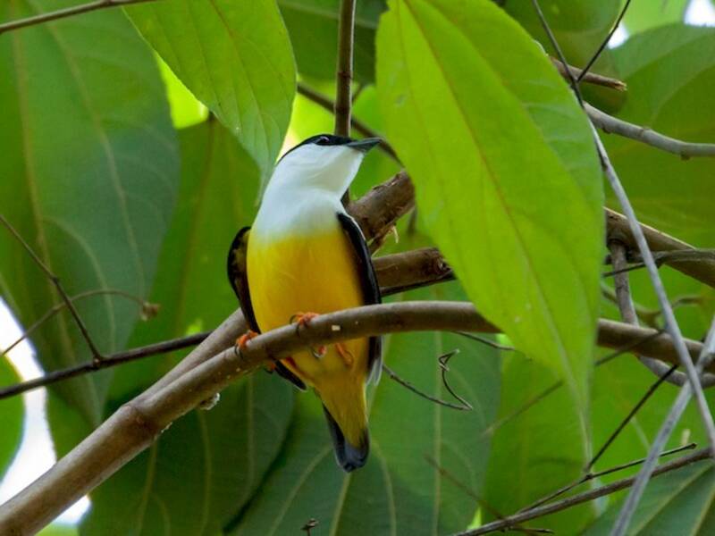 White-collared Manakin, 照片 2