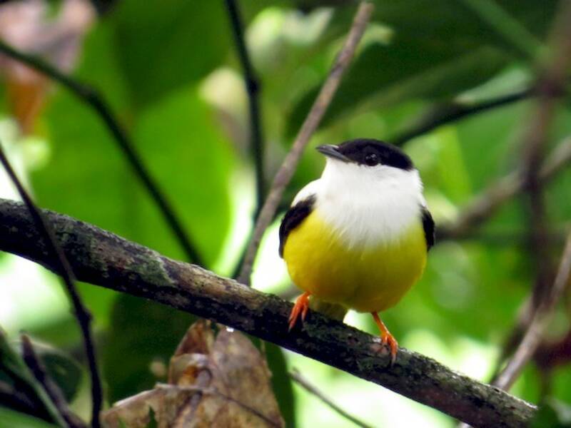 White-collared Manakin, 照片 4