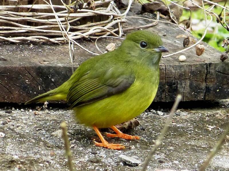 White-collared Manakin, 照片 3