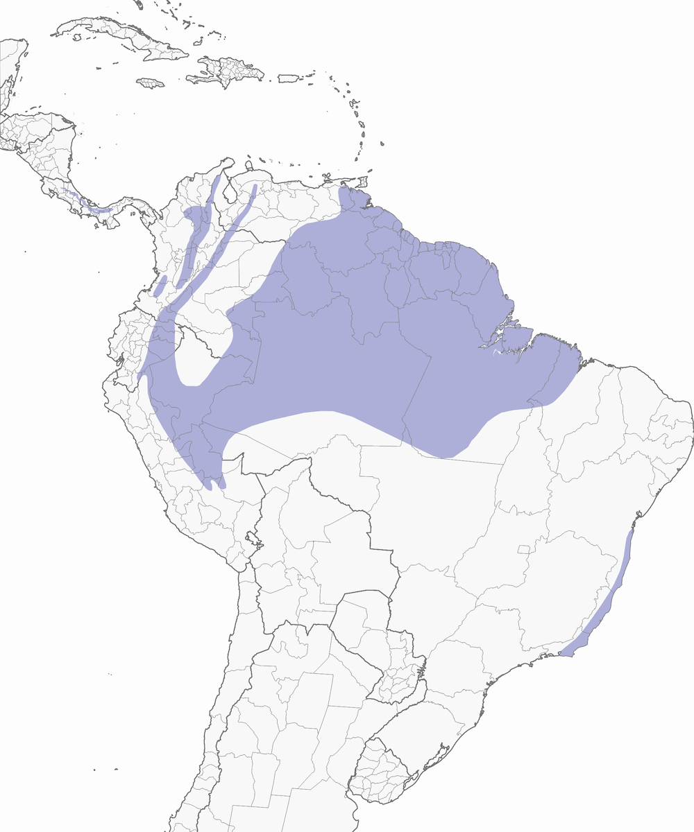 Manachino dalla corona bianca, Distribuzione 1