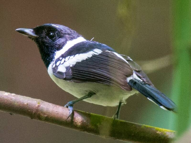 White-collared Monarch, Photos 3