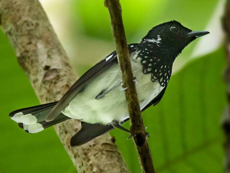 White-collared Monarch, Photos 2
