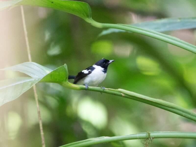 White-collared Monarch, Photos 4