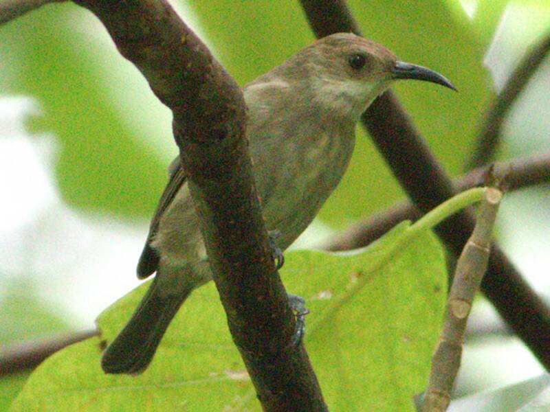 White-chinned Myzomela, Photos 3