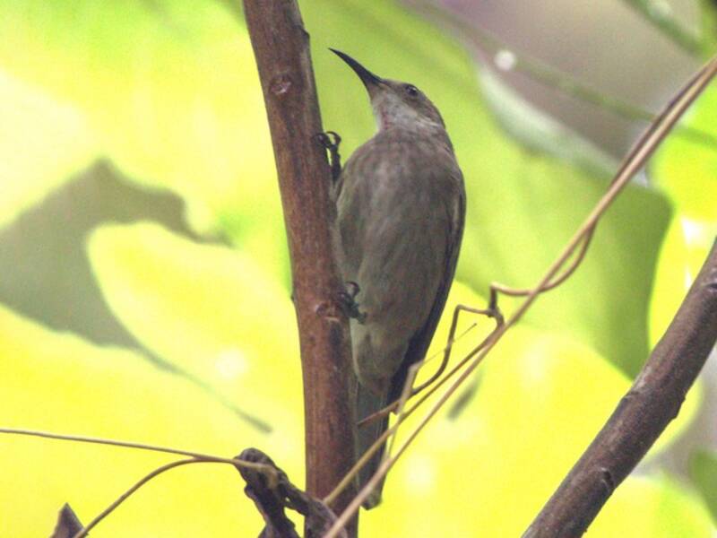 White-chinned Myzomela, Photos 2