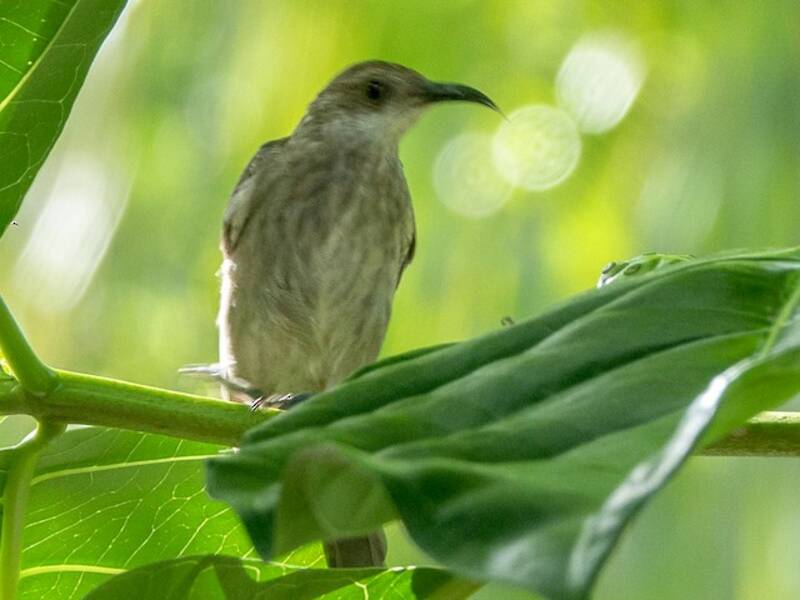 White-chinned Myzomela