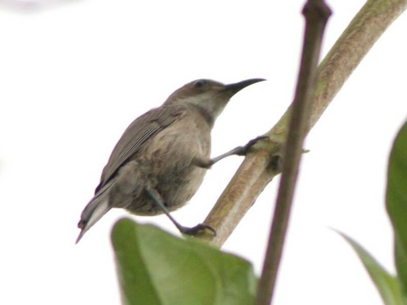 White-chinned Myzomela, Photos 4