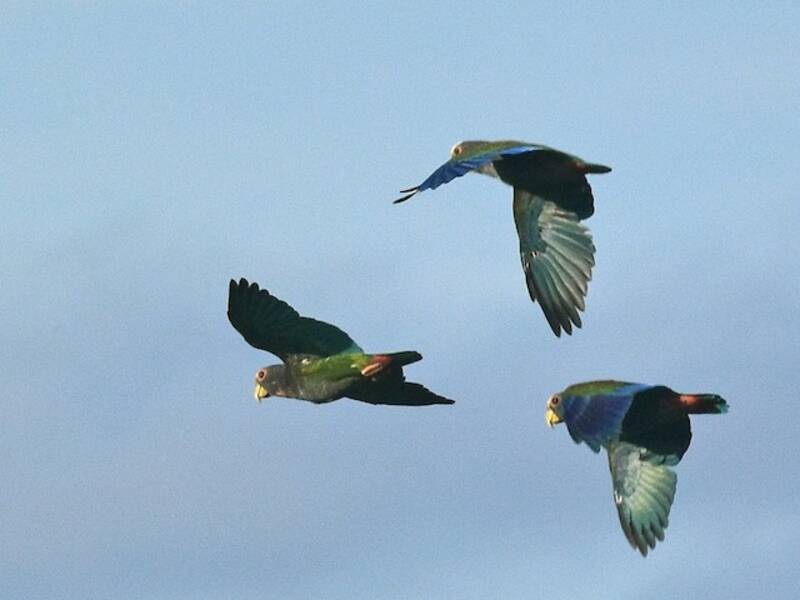Loro Coroniblanco