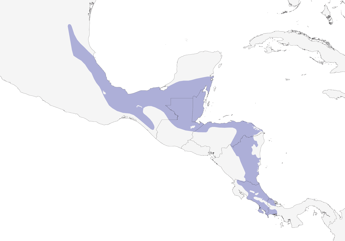 Loro Coroniblanco, Distribución 1