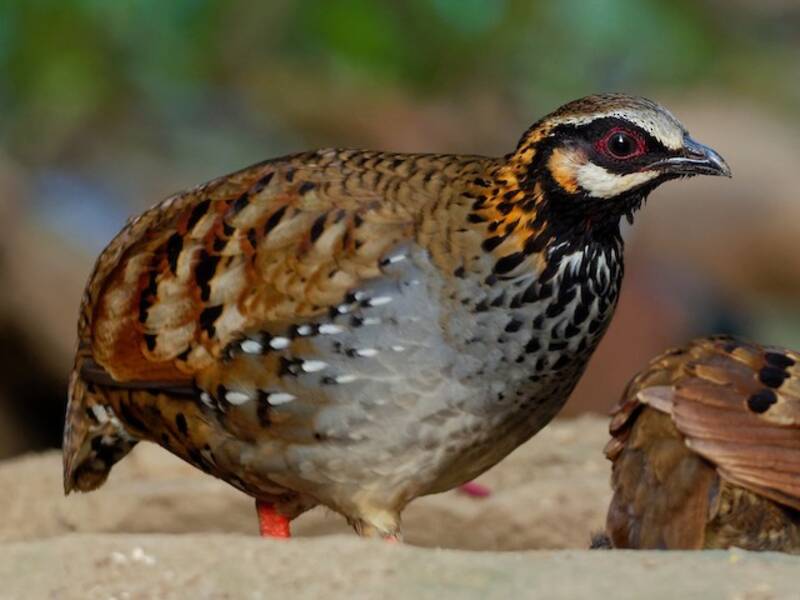White-cheeked Partridge, Photos 3