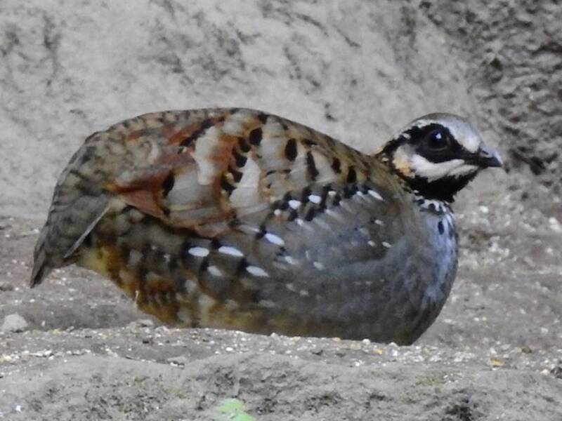 White-cheeked Partridge, Photos 2