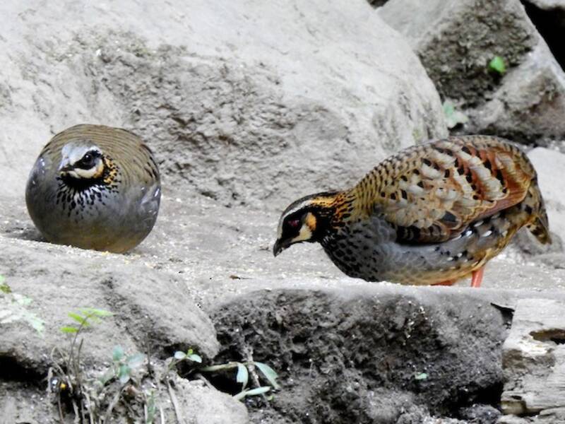 White-cheeked Partridge