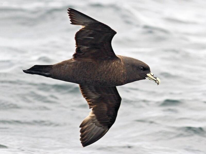 White-chinned Petrel, 照片 3