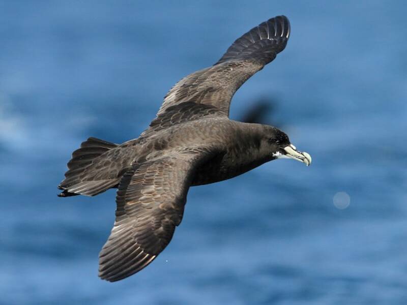 White-chinned Petrel, 照片 2