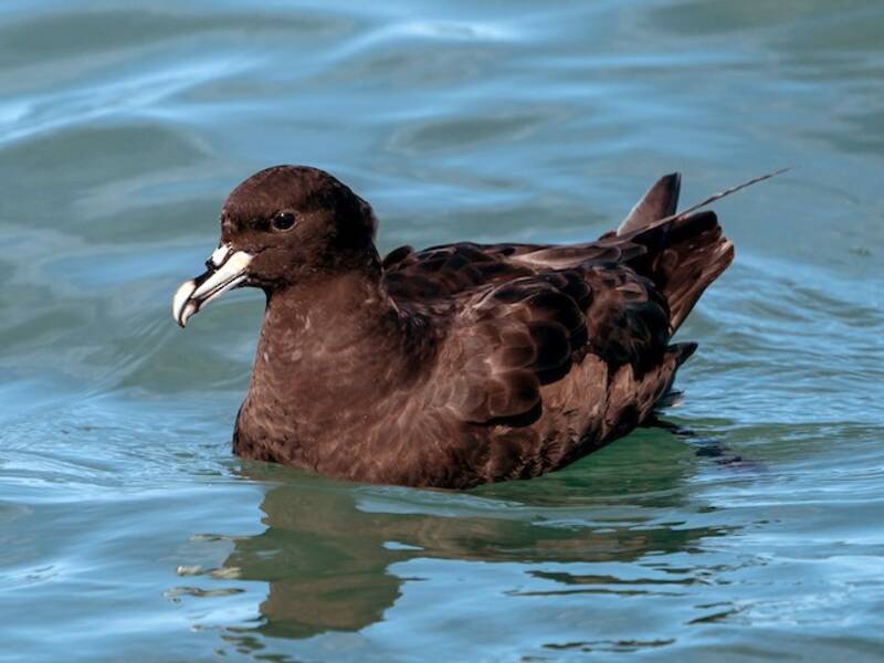 White-chinned Petrel (Procellaria aequinoctialis)