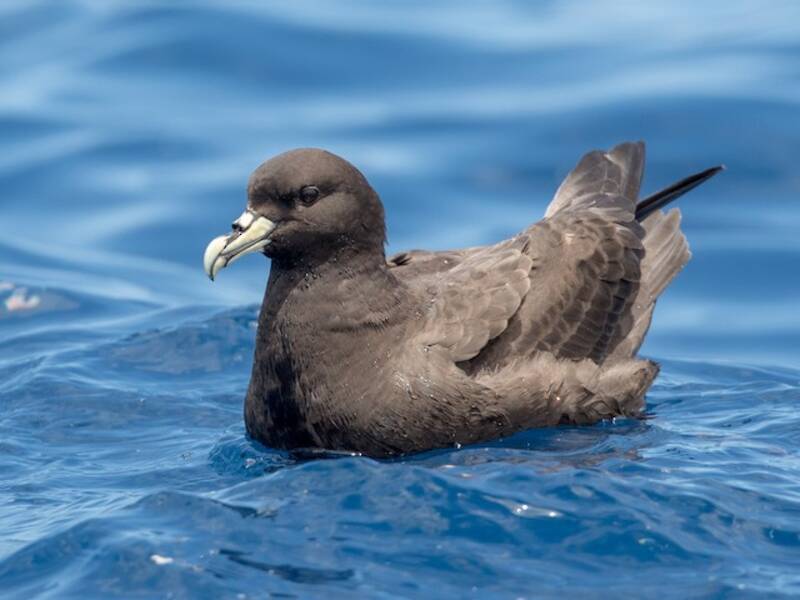 White-chinned Petrel, 照片 4
