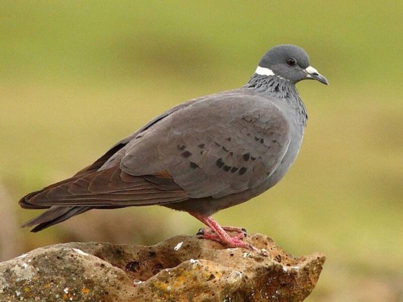 Pigeon à collier blanc, Photos 4