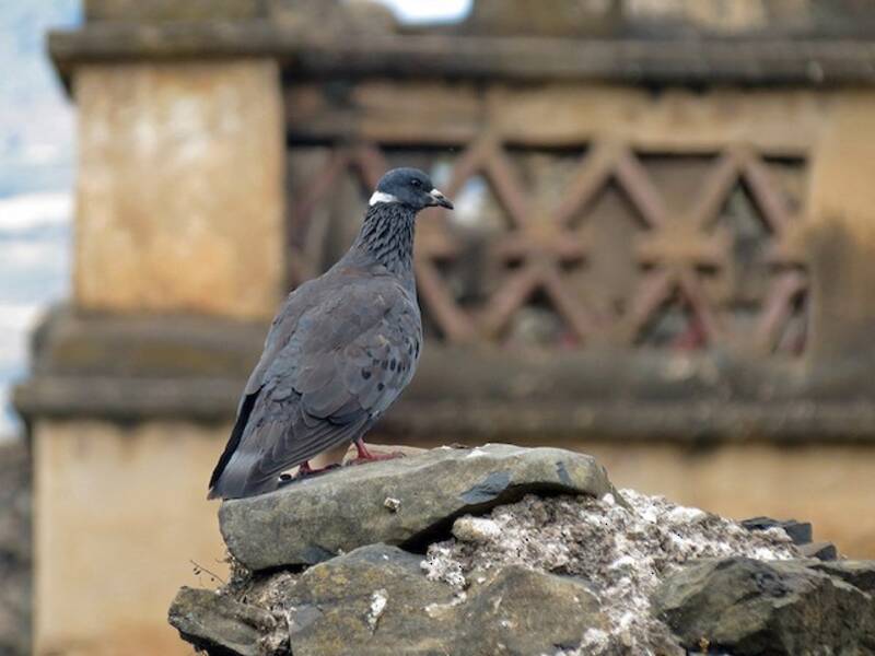 Pigeon à collier blanc, Photos 3