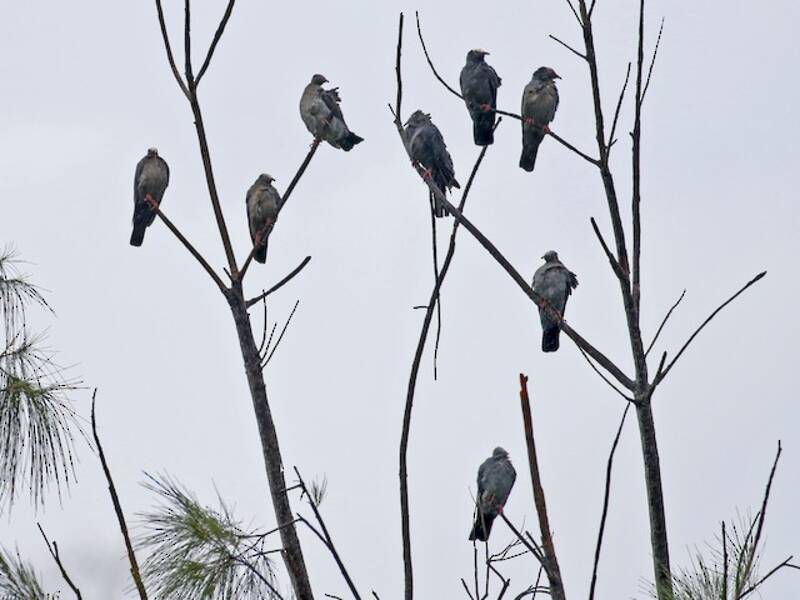 White-crowned Pigeon