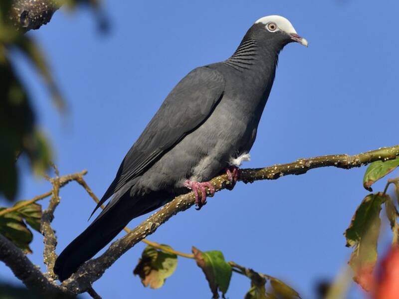 White-crowned Pigeon, Photos 4