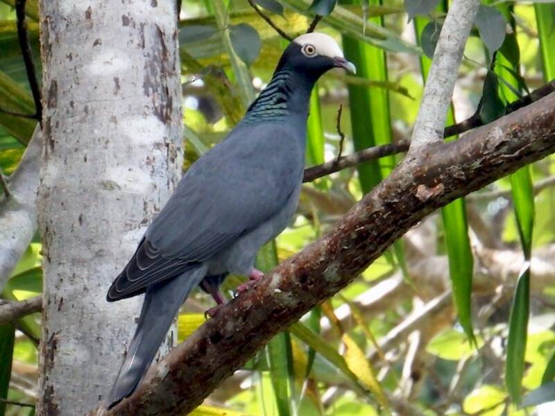 White-crowned Pigeon, Photos 3