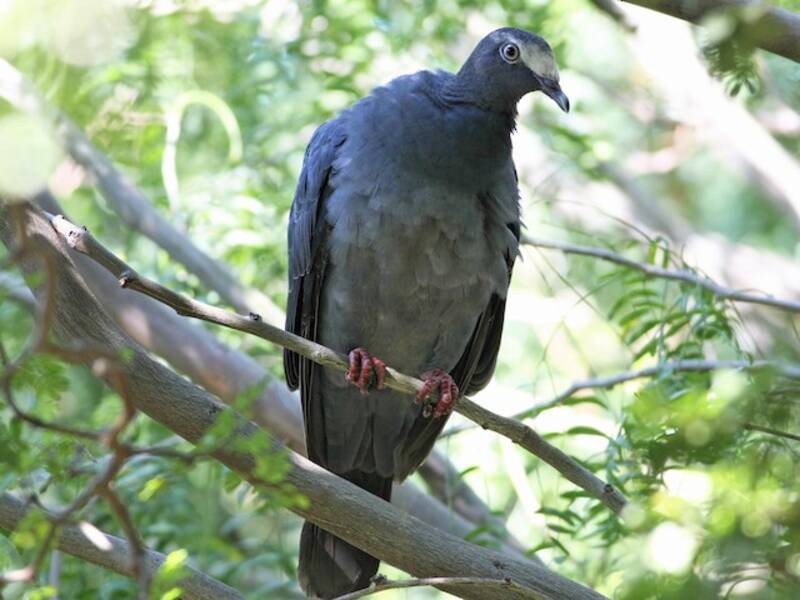 White-crowned Pigeon, Photos 2