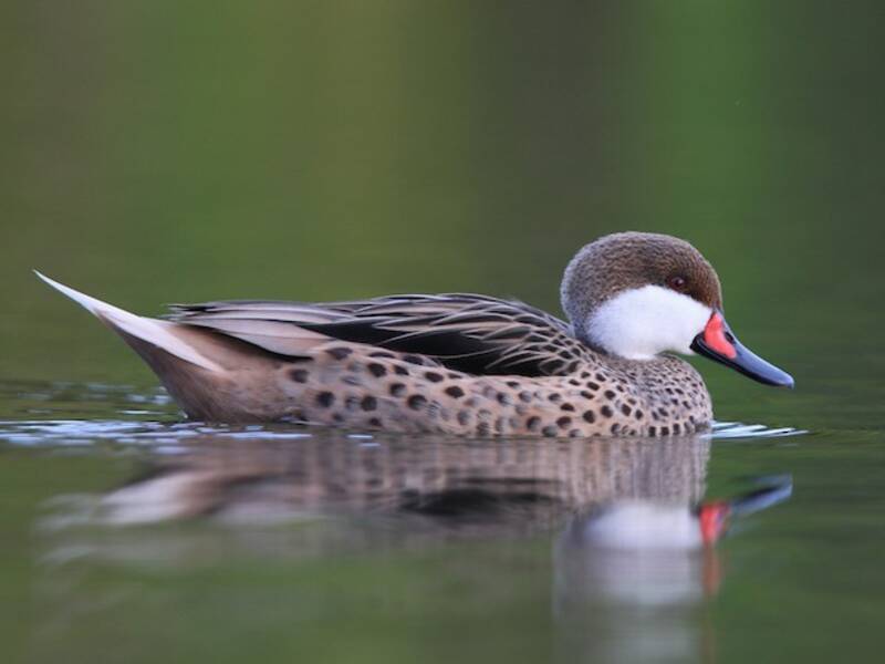 Canard des Bahamas