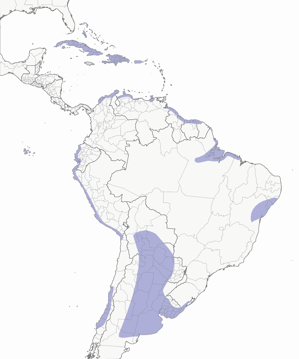 Ánade rabudo de mejillas blancas, Distribución 1