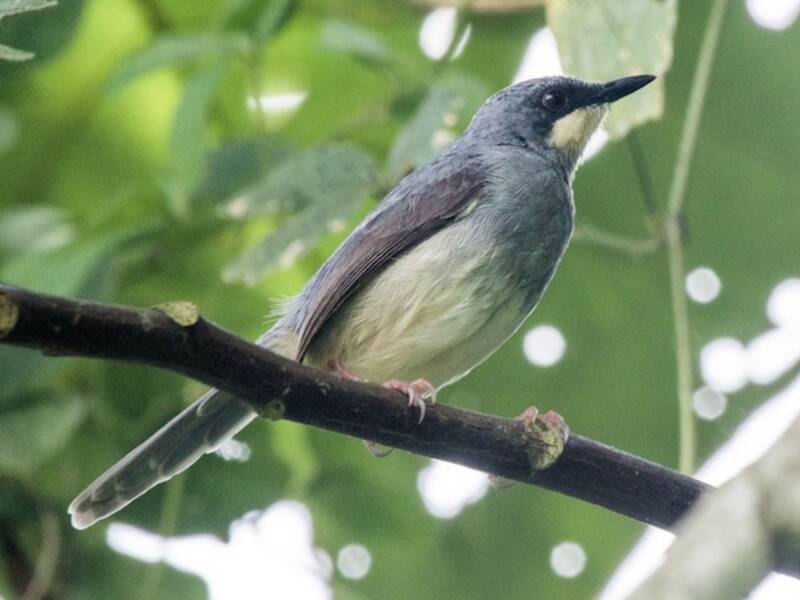 White-chinned Prinia, 照片 4
