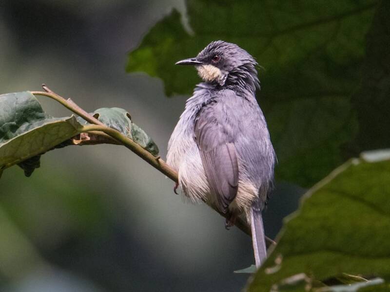 White-chinned Prinia, 照片 2